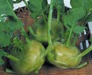 Kohlrabi Quickstar 50 seeds