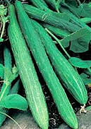 Cucumber Chinense Slangen Longo de China 30 seeds