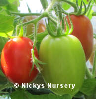Tomato Roma Nano 40 seeds