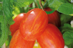 Tomato Sunstripe 10 Tomato seeds