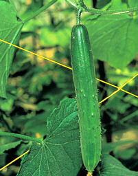 Cucumber Burpless Tasty Green 15 seeds