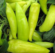 Chilli Hungarian Hot Wax 10 seeds