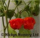 Chilli Scotch Bonnet Red 20 seeds