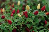 Chilli Pepper Prairie Fire 10 seeds