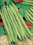 Runner Bean Lady Di 50g av 40 seeds