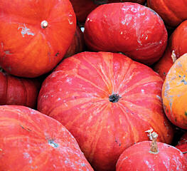 Pumpkin Rouge Vif d\'Etampes 10 seeds