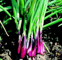 Salad Onion North Holland Blood Red Redmate 400 seeds