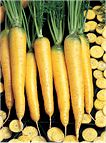 Carrot Yellowstone 350 seeds