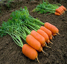 Carrot Aron 140 seeds