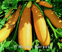 Courgette Atena 10 seeds