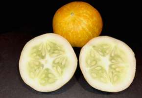 Cucumber Crystal Lemon 20 seeds