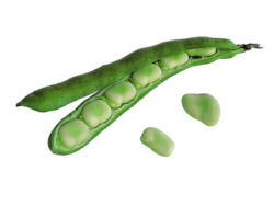 Broad Bean Masterpiece Green Longpod 100g average 80 seeds