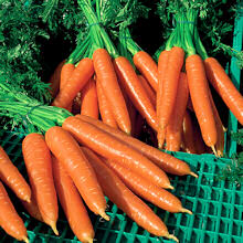 Carrot Silvano F1 av 250 seeds