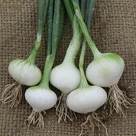 Salad onion Paris Silverskin 500 seeds