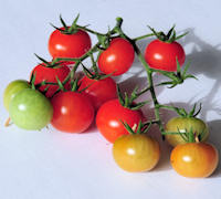 Tomato Christmas Grapes 20 seeds