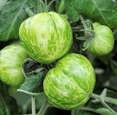Tomato Green Zebra 20 seeds