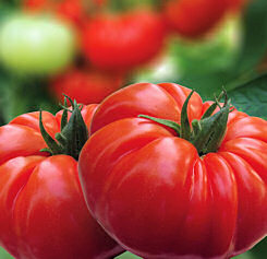 Tomato Buffalo Steak Disease Resistant 10 seeds