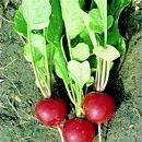 Radish Cherry Belle 1000 seeds