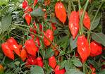 Chilli Habanero Paper Lantern 10 seeds