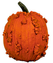 Pumpkin Knuckle Head 10 seeds
