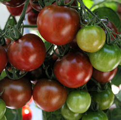 Tomato Sunchocola 8 seeds