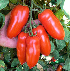 Tomato Giulietta 10 seeds