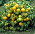 Tomato Yellow Pygmy 20 seeds