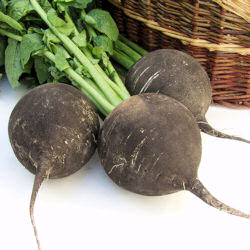 Radish Black Spanish Round 750 seeds