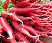 Radish China Rose 750 seeds