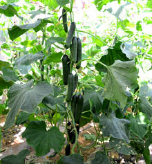 Cucumber Merlin 10 seeds