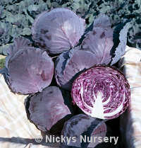 Cabbage Red Drumhead 300 seeds
