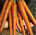 Carrot Sugarsnax 54 Av 500 seeds
