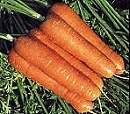 Carrot Resistafly 750 seeds