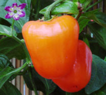 Chilli Rocoto Canario Yellow 10 chilli seeds