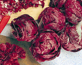 Chicory Rossa di Verona 500 seeds