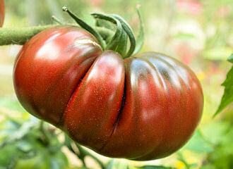 Tomato Black Russian 10 seeds