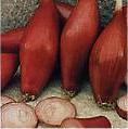 Onion Simane (Long De Florence) 300 seeds
