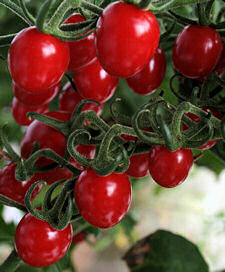 Tomato Sungrape F1 8 seeds