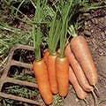 Carrot Flyaway 500 seeds