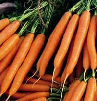 Carrot Nantes 2 carrot seeds 2000