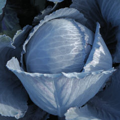 Cabbage Lodero clubroot resistant 20 seeds