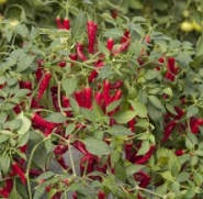 Chilli Cayennetta 10 seeds