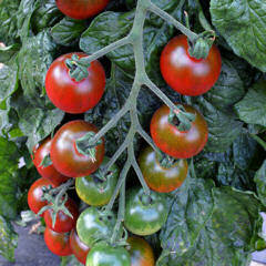 Tomato Ruby Falls 10 seeds