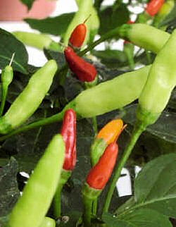 Chilli Tabasco 10 seeds