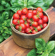 Tomato Baby Boomer 10 seeds