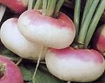 Turnip Purple Top Milan 2000 seeds