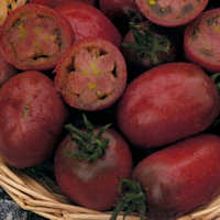 Tomato Purple Russian 10 seeds