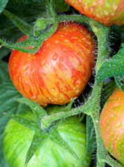 Tomato Red Zebra 20 seeds