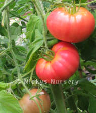 Tomato Mortgage Lifter Beefsteak 10 seeds