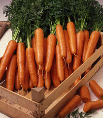 Carrot Royal Chantenay 1000 seeds